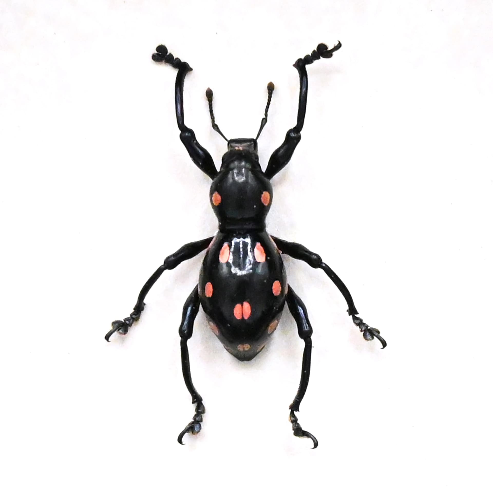 WEEVIL MANIA - Real pink beetle framed taxidermy - Pachyrhynchus smaragdinus