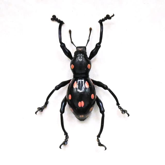 WEEVIL MANIA - Real pink beetle framed taxidermy - Pachyrhynchus smaragdinus