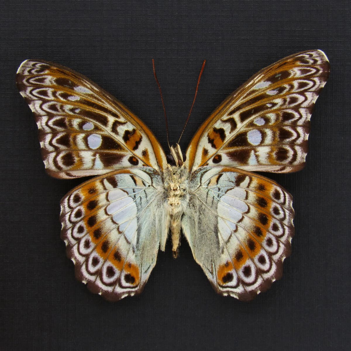 Real lavender butterfly framed taxidermy - Moduza lymire