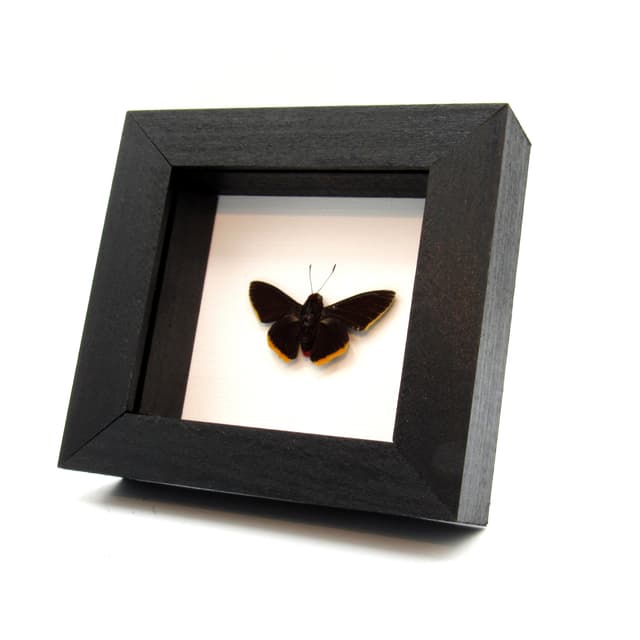 Real Red Firetip Skipper butterfly framed taxidermy - Pyrrhopyge amyclas