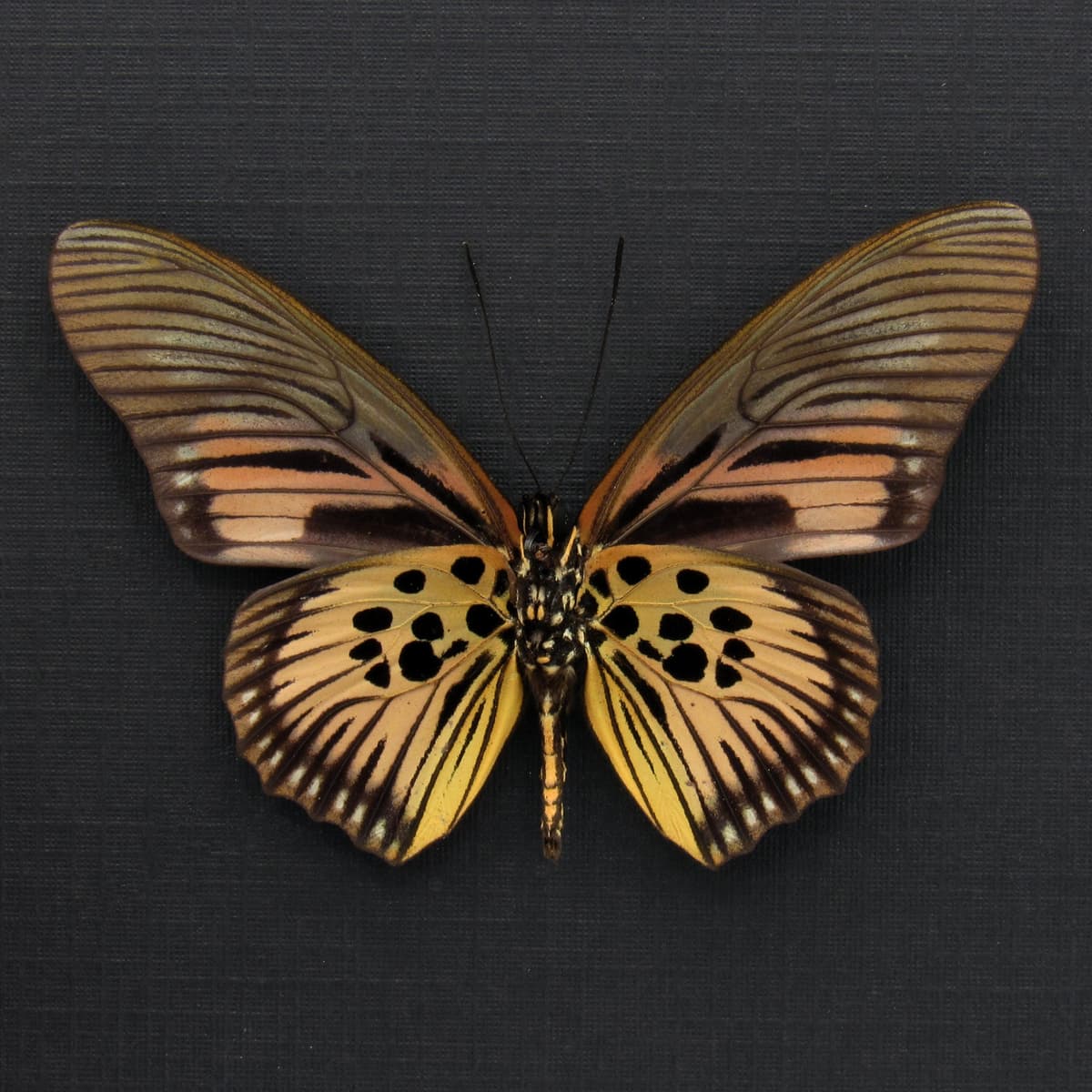 Real pink butterfly framed taxidermy - Pseudacraea clarki