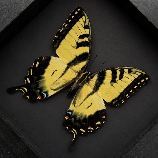 Real yellow Tiger Swallowtail butterfly framed taxidermy - Papilio glaucus