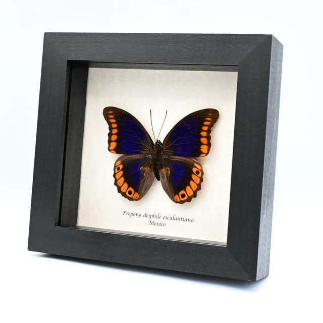 Rare purple Brush-footed butterfly framed taxidermy - Prepona deiphile escalantiana
