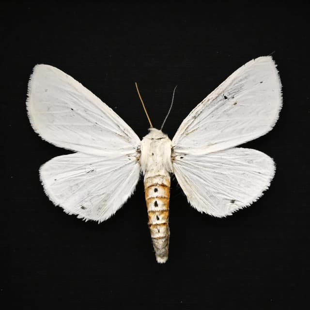 Real Salt Marsh moth framed specimen - Estigmene acrea - large female