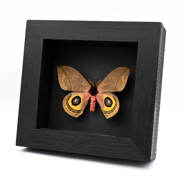 Rare pink Saturn moth framed taxidermy - Automeris belti zaruma