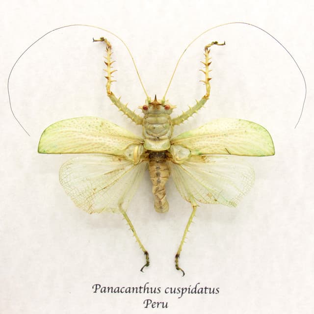 Rare Spiny Devil Katydid framed taxidermy - Panacanthus cuspidatus
