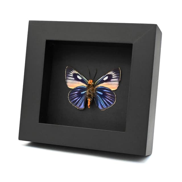 Rare Giant Blue Skipper butterfly framed taxidermy - Burara imperialis