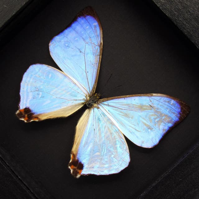 Real Pearl Morpho Butterfly framed taxidermy - Morpho sulkowskyi
