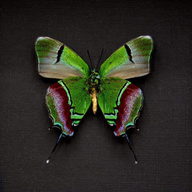 Real metallic green butterfly framed taxidermy - Evenus regalis