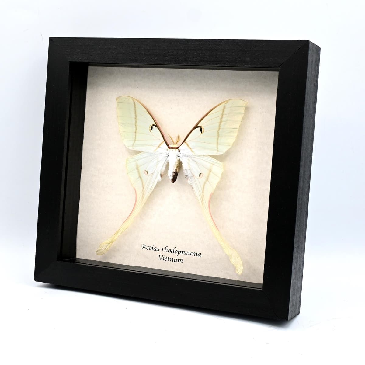 Rare large Pink Spirit moth framed taxidermy - Actias rhodopneuma - female
