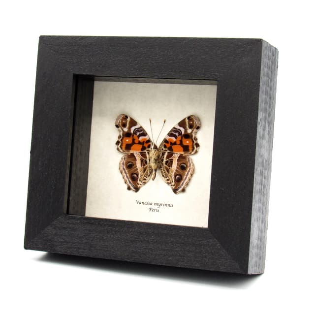 Real Vivid Painted Lady butterfly framed taxidermy - Vanessa myrinna