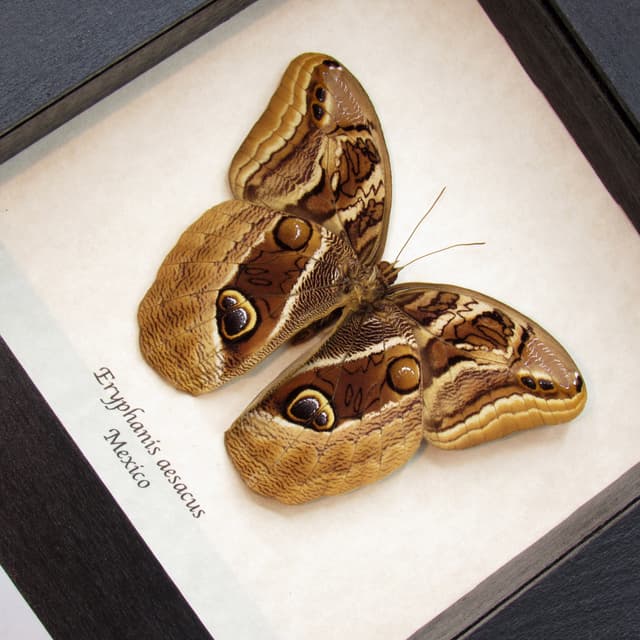 Real Owl butterfly framed taxidermy - Eryphanis aesacus