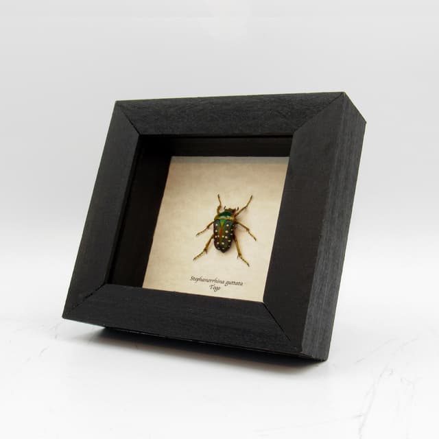 Real purple Polka Dot Scarab Beetle framed taxidermy - Stephanorrhina guttata