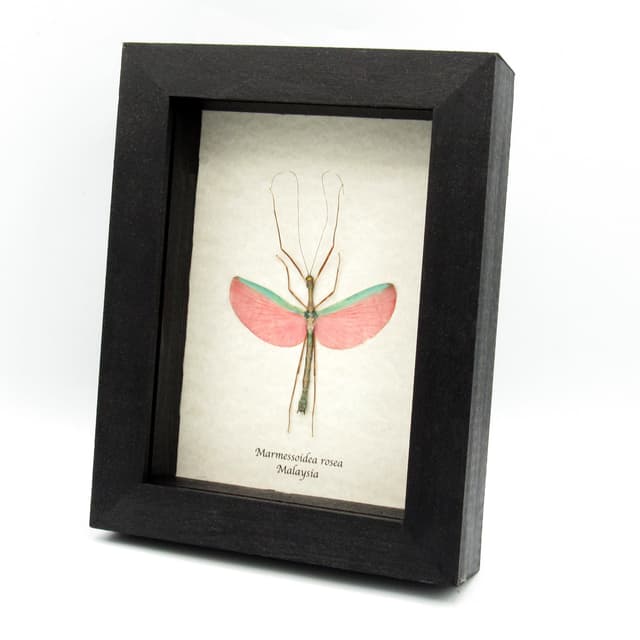 Real pink stick bug framed taxidermy - Marmessoidea rosea