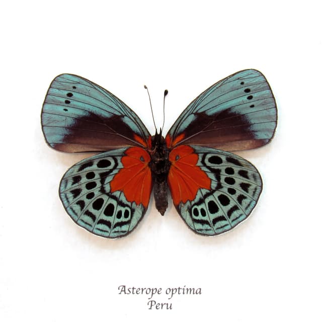 Real framed taxidermy butterfly - Asterope optima - large female