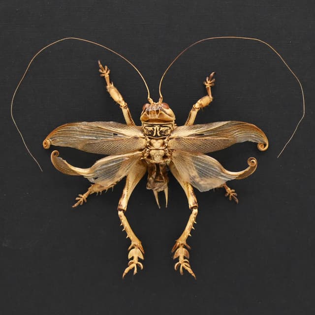 Rare Carnivorous Pakistani Desert Cricket framed taxidermy - Schizodactylus monstrosus