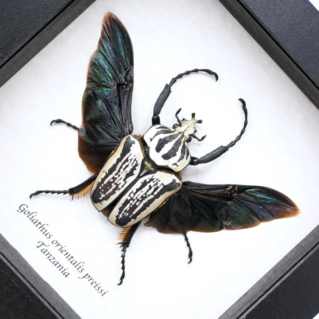 Real giant Flower beetle framed taxidermy - Goliathus orientalis preissi (usambarensis)