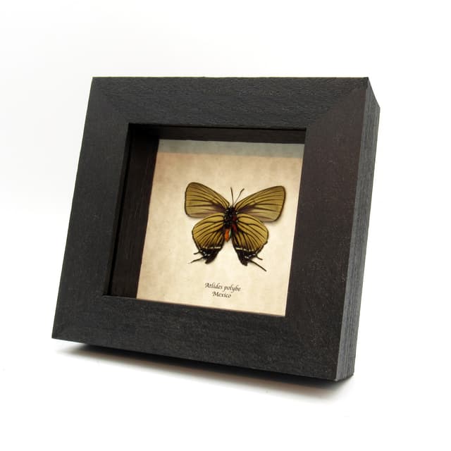 Rare butterfly framed taxidermy - Atlides polybe