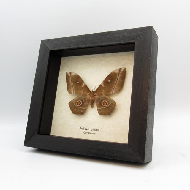 Real Saturn moth framed taxidermy - Imbrasia obscura