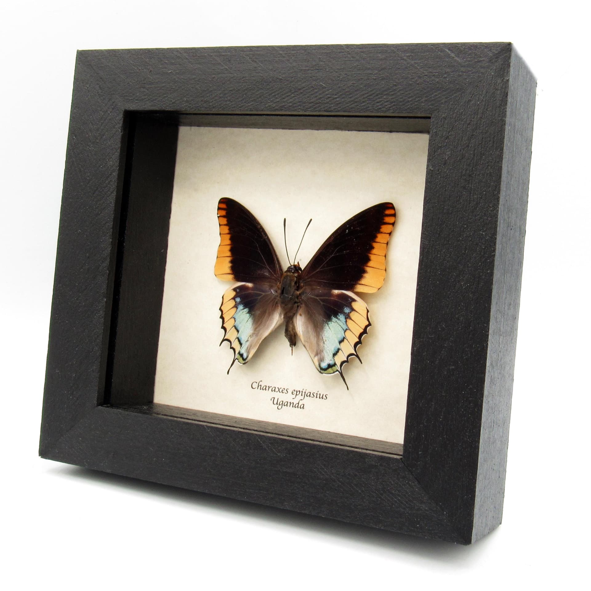 Real Two-tailed Pasha butterfly framed taxidermy - Charaxes epijasius
