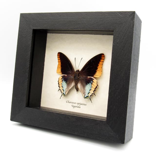 Real Two-tailed Pasha butterfly framed taxidermy - Charaxes epijasius