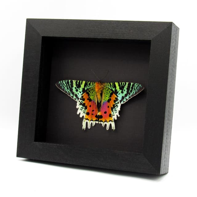 Real Rainbow Sunset Moth framed - Urania ripheus - Victorian mount