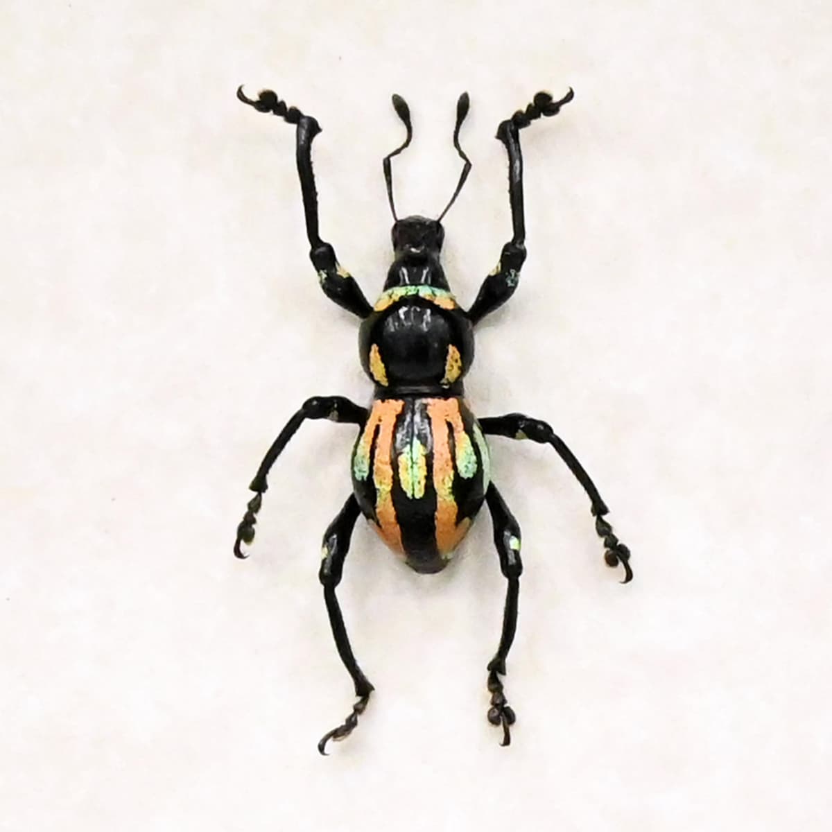 Rare weevil beetle framed specimen - Metapocyrtus species