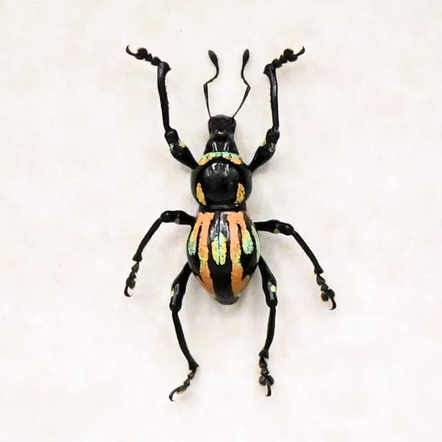 Rare weevil beetle framed specimen - Metapocyrtus species