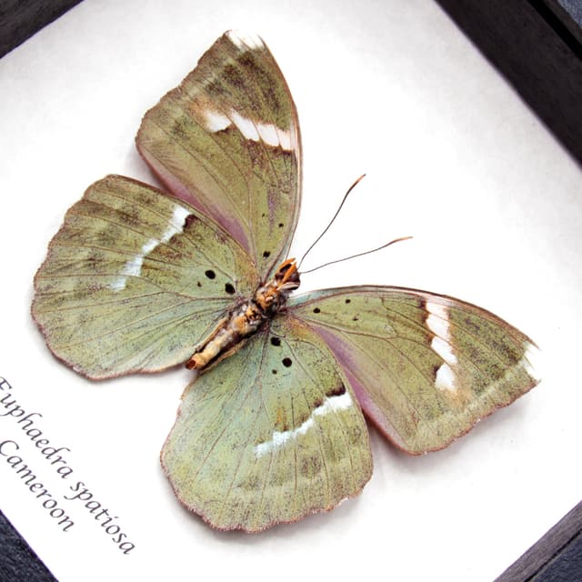 Real iridescent green Forester butterfly framed taxidermy - Euphaedra spatiosa