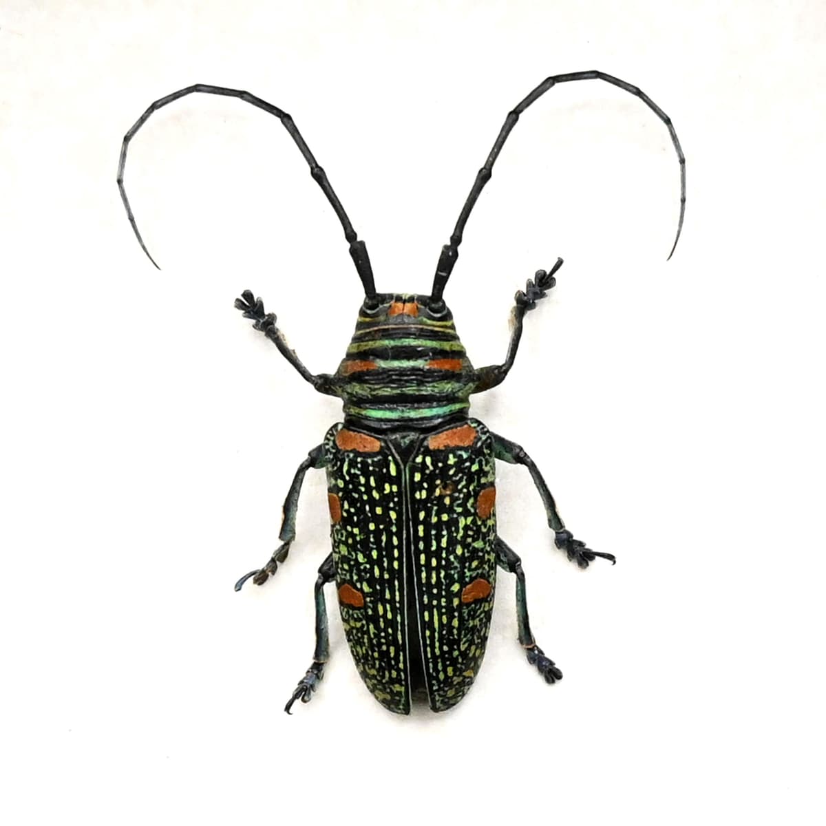 Real longhorn beetle framed taxidermy - Zographus regalis - female