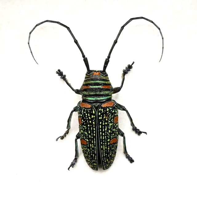 Real longhorn beetle framed taxidermy - Zographus regalis - female