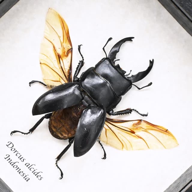 Real black Stag beetle framed taxidermy - Dorcus alcides
