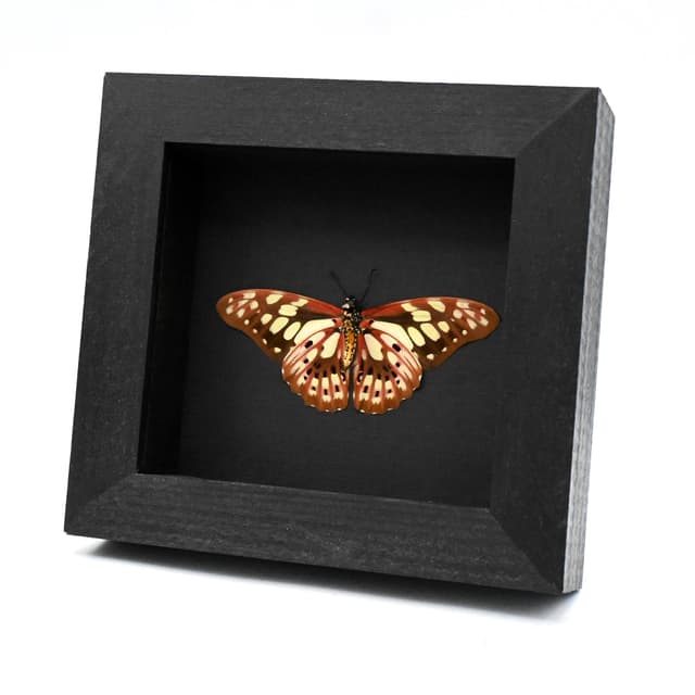 Real red butterfly framed taxidermy - Graphium cyrnus - Victorian mount