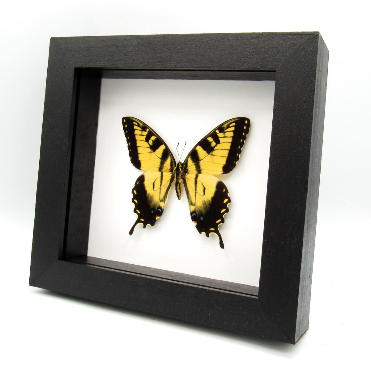 Real large Tiger Swallowtail framed taxidermy - Papilio glaucus