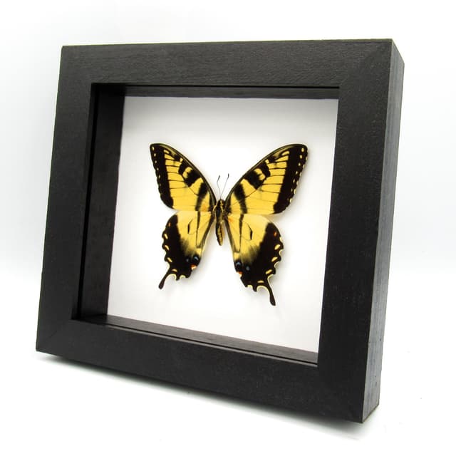 Real large Tiger Swallowtail framed taxidermy - Papilio glaucus