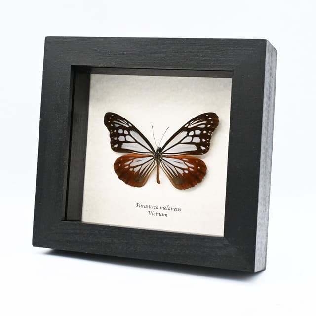 Real Chocolate Tiger butterfly framed taxidermy - Parantica melaneus