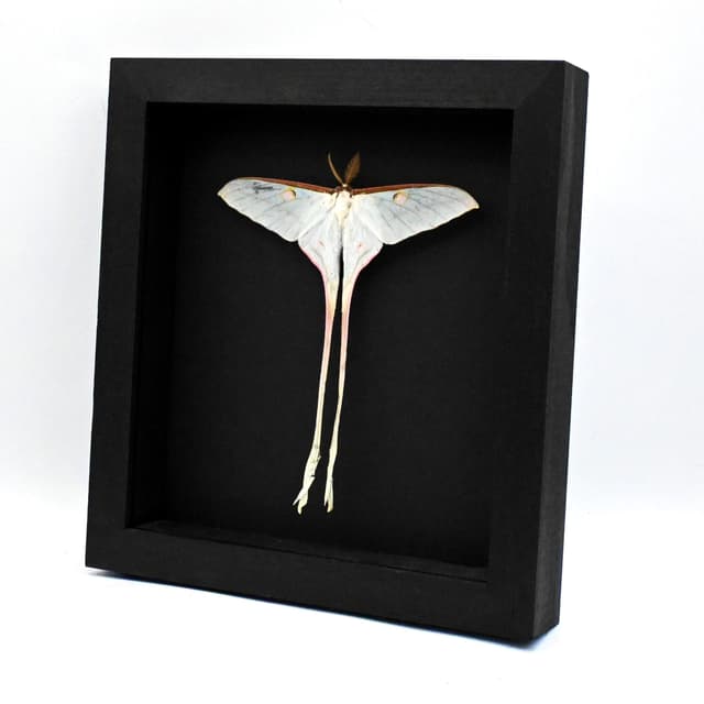 Rare XL Celestial Moon Moth framed taxidermy - Actias chapae - Victorian mount - minor damage