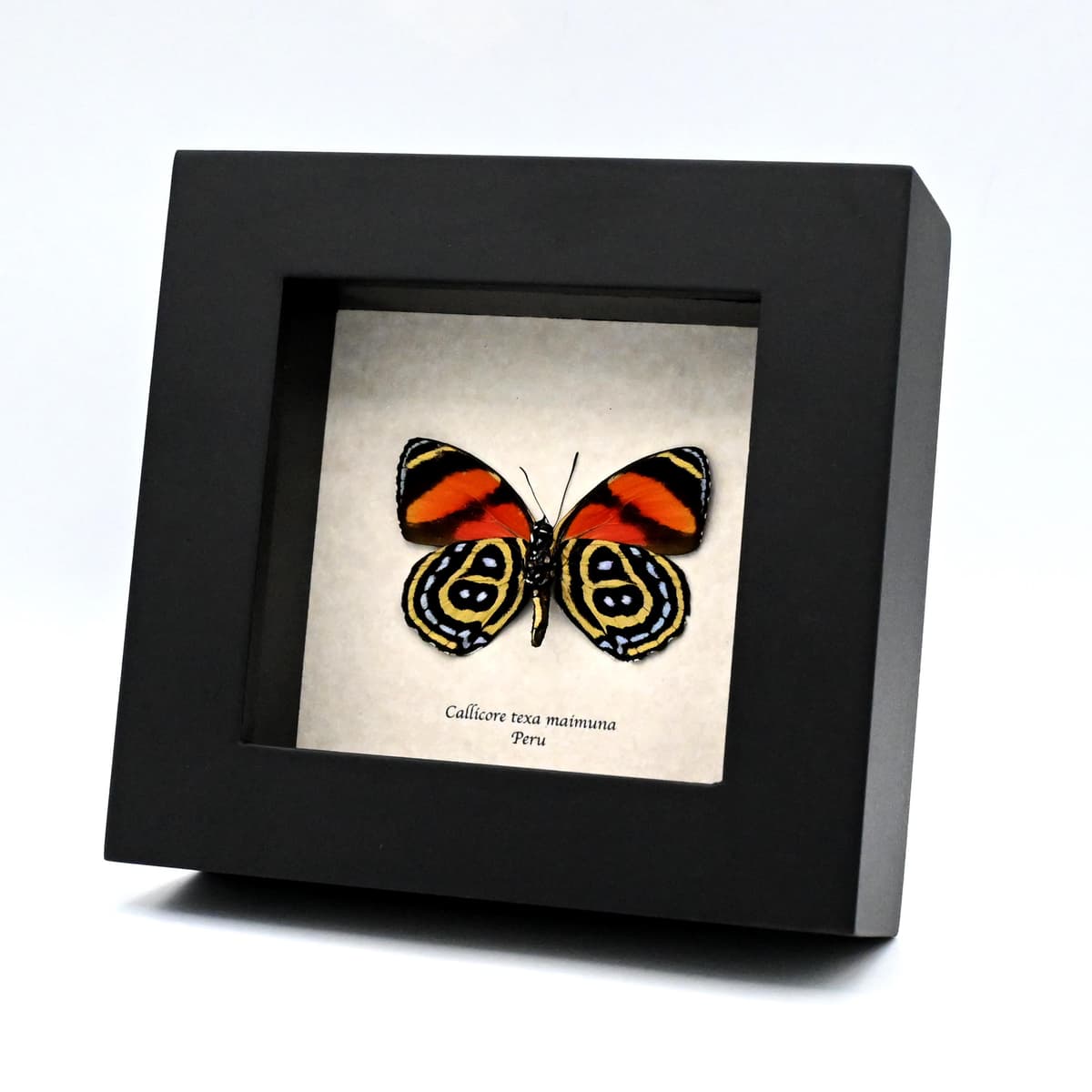 Real Texa Eighty-eight butterfly framed taxidermy - Callicore texa maimuna - 2