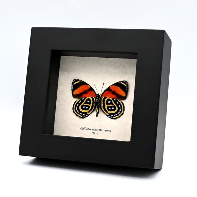 Real Texa Eighty-eight butterfly framed taxidermy - Callicore texa maimuna - 2