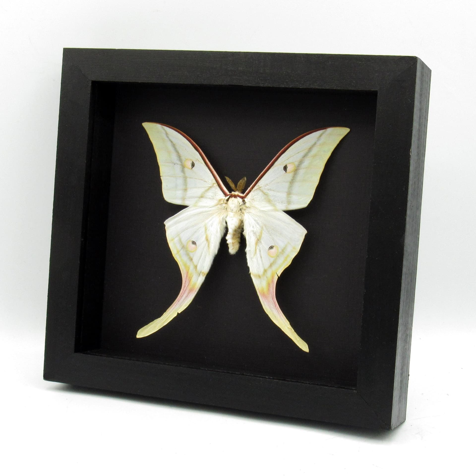 Real Giant Indian moon moth framed taxidermy - Actias selene