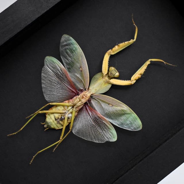Rare Malyasian Shield Mantis framed taxidermy - Rhombodera basalis - large female