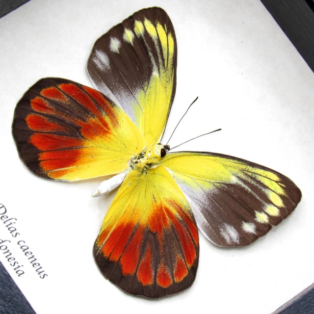 Real red Delias butterfly framed taxidermy - Delias caeneus - female