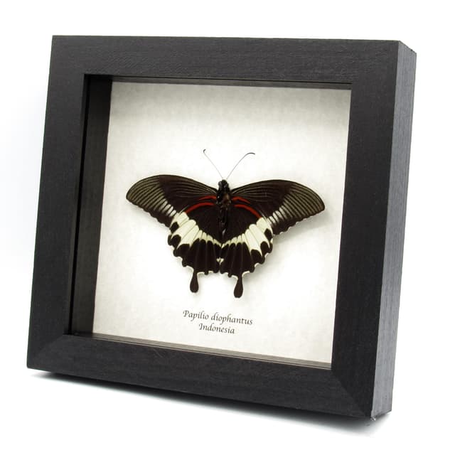 Real black Swallowtail butterfly framed taxidermy - Papilio diophantus - Victorian mount