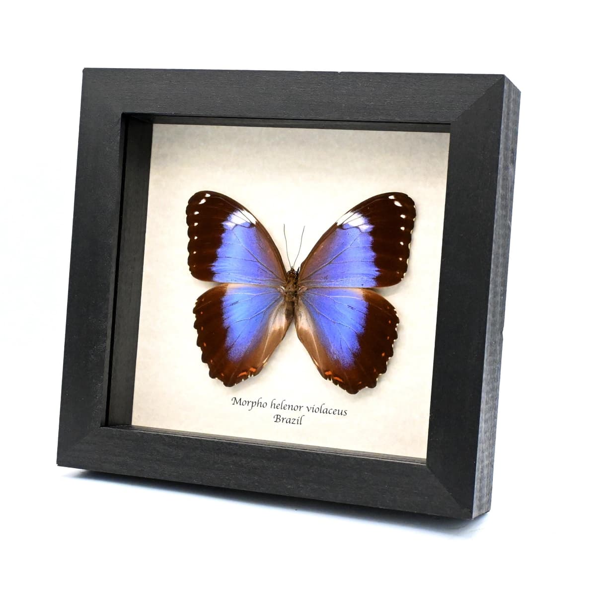 Real Giant Violet Morpho butterfly framed taxidermy - Morpho helenor violaceus