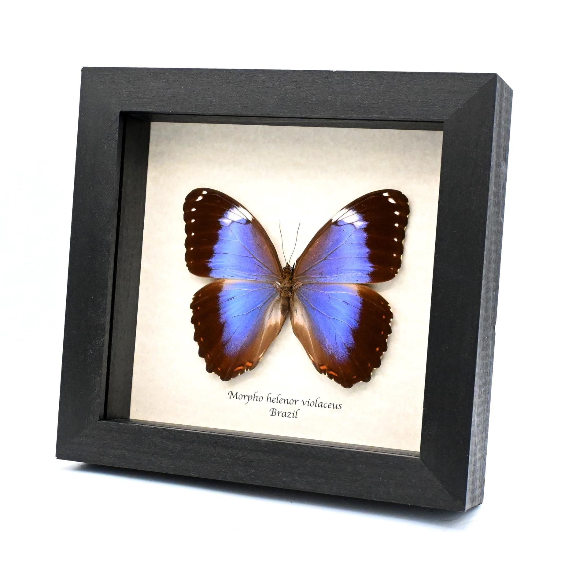 Real Giant Violet Morpho butterfly framed taxidermy - Morpho helenor violaceus