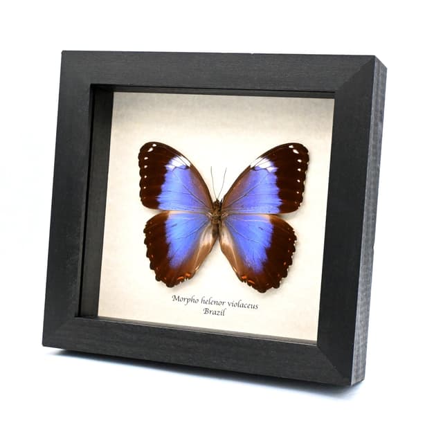 Real Giant Violet Morpho butterfly framed taxidermy - Morpho helenor violaceus