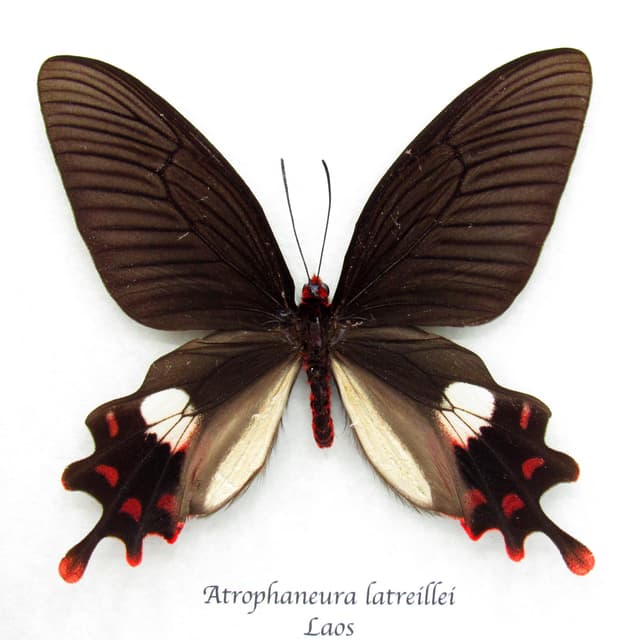 Rare Rose Windmill butterfly specimen - Atrophaneura latreillei