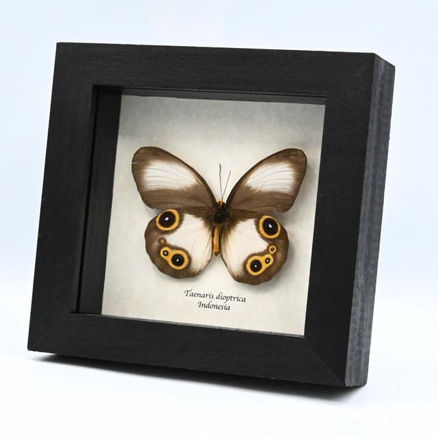 Real Owl butterfly framed taxidermy - Taenaris dioptrica