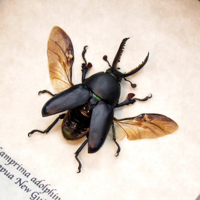Real Stag beetle framed taxidermy - Lamprima adolphinae - black form