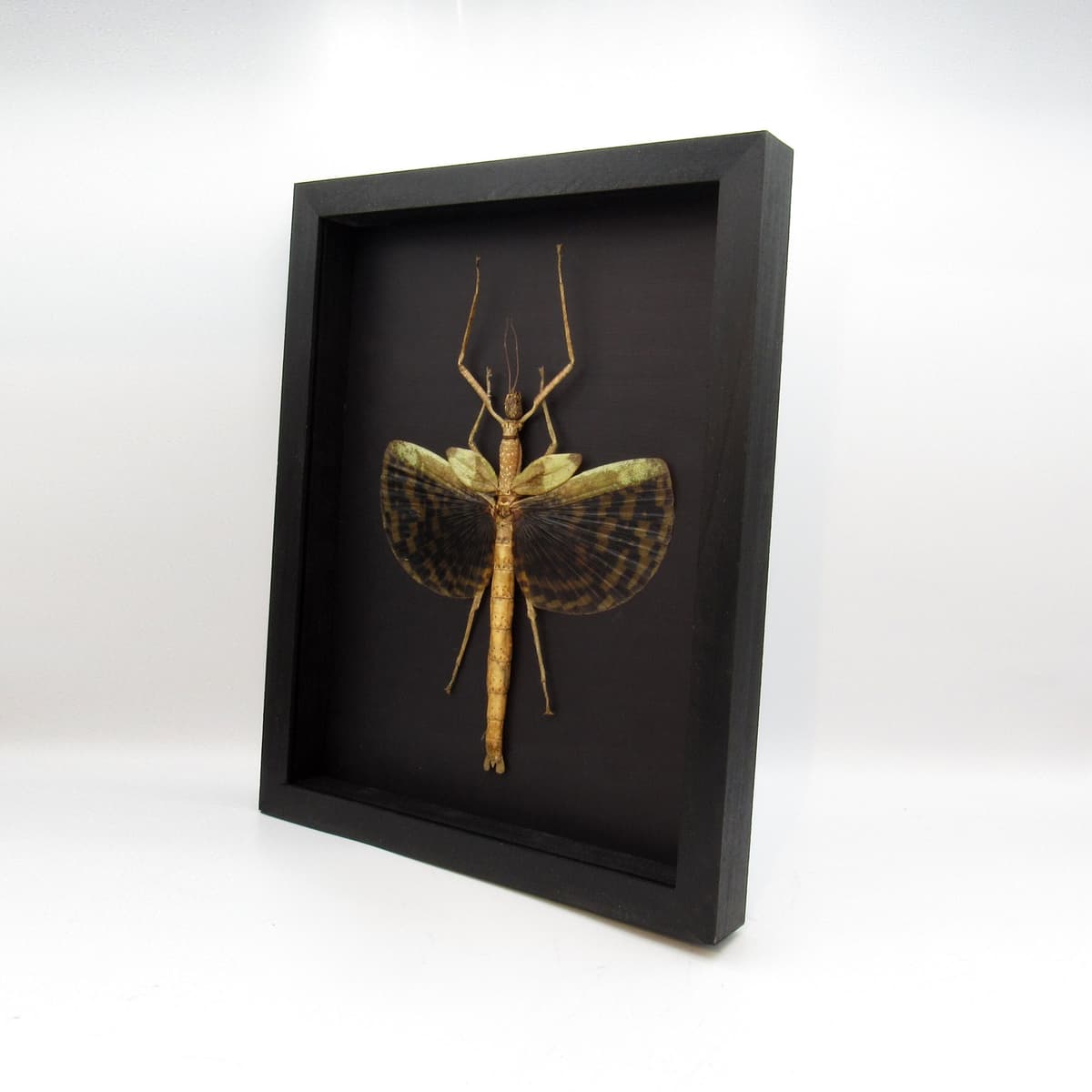 Gigantic real winged Walking Stick insect framed taxidermy - Phasma gigas